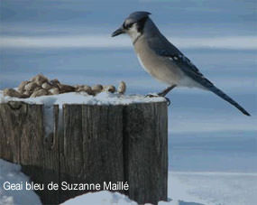 L'observation d'oiseaux dans La Mitis - La Mitis